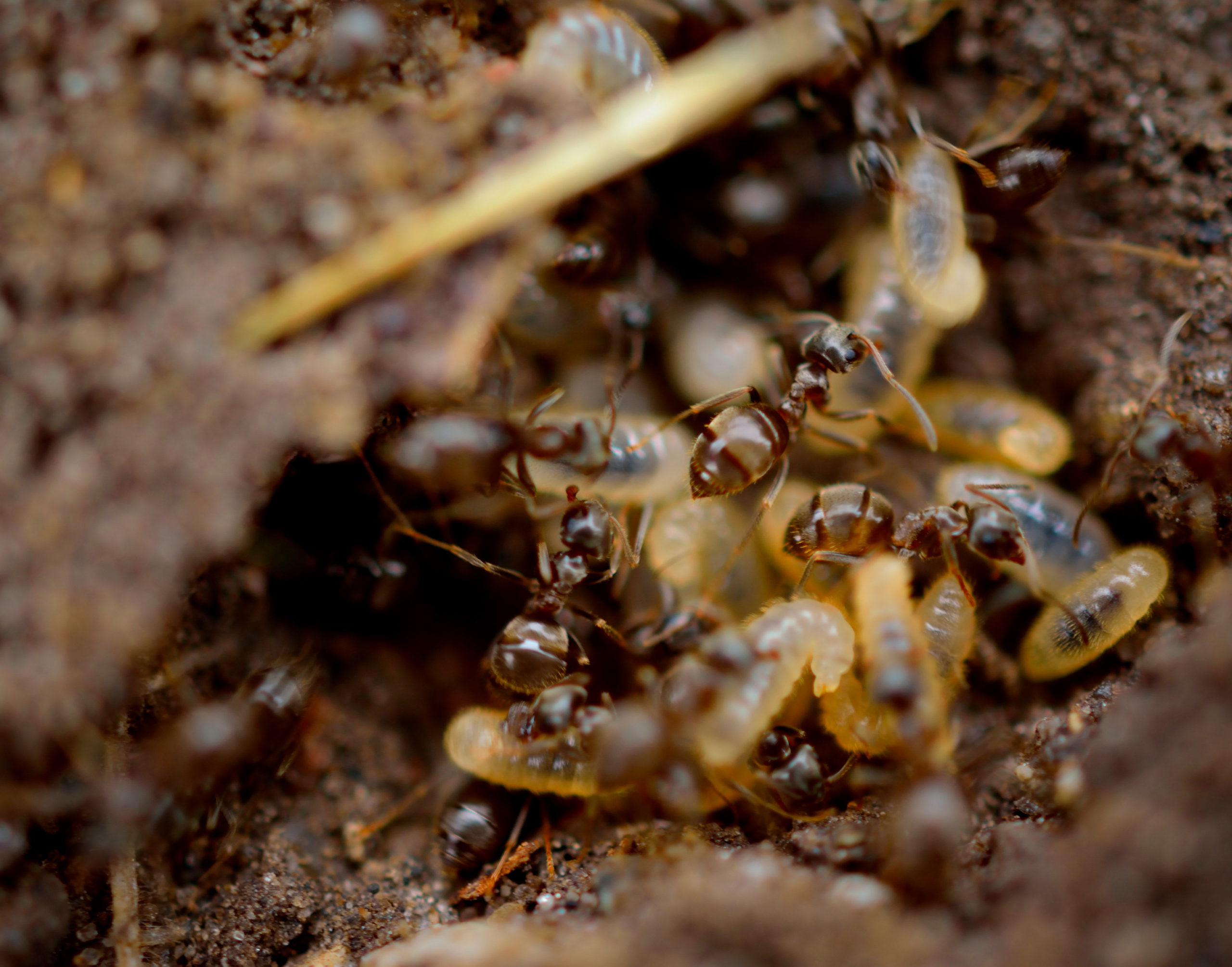 termites